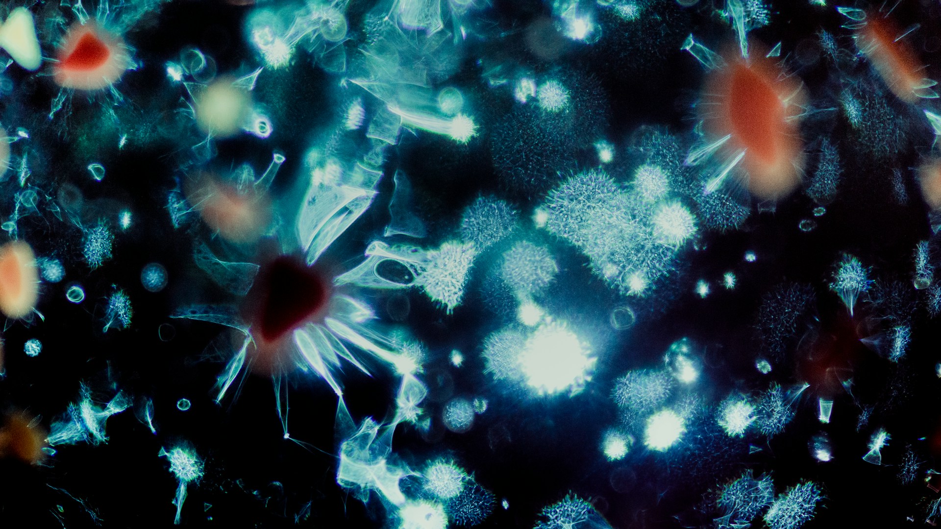 Dark-field micrograph of a fluid sample: pale blue crystalline bursts and rust-red discs scattered across black